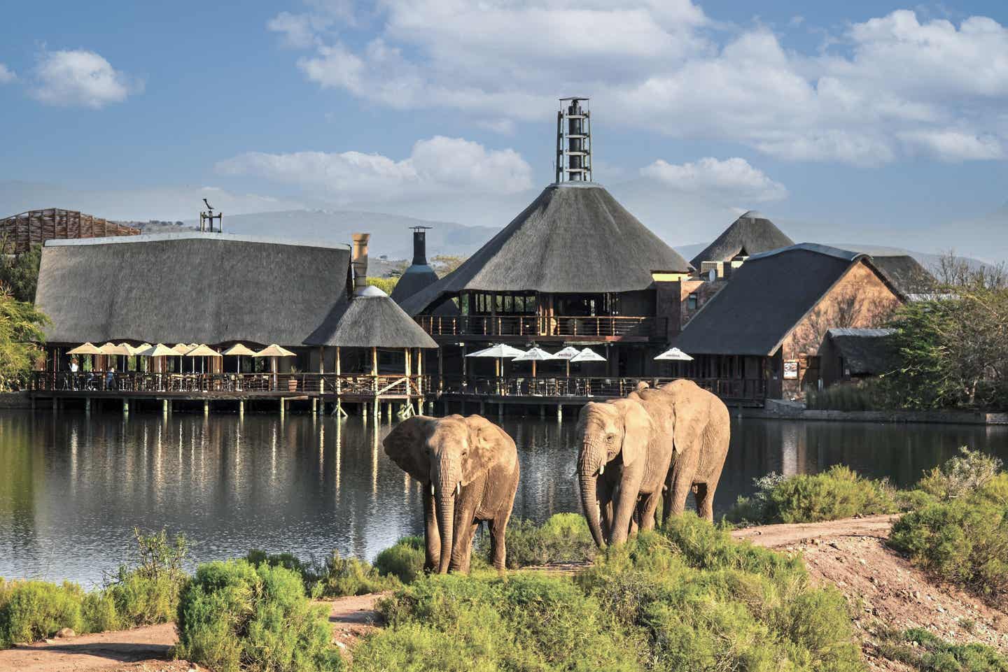 Blick auf die Elefanten vor der Buffelsdrift Game Lodge 