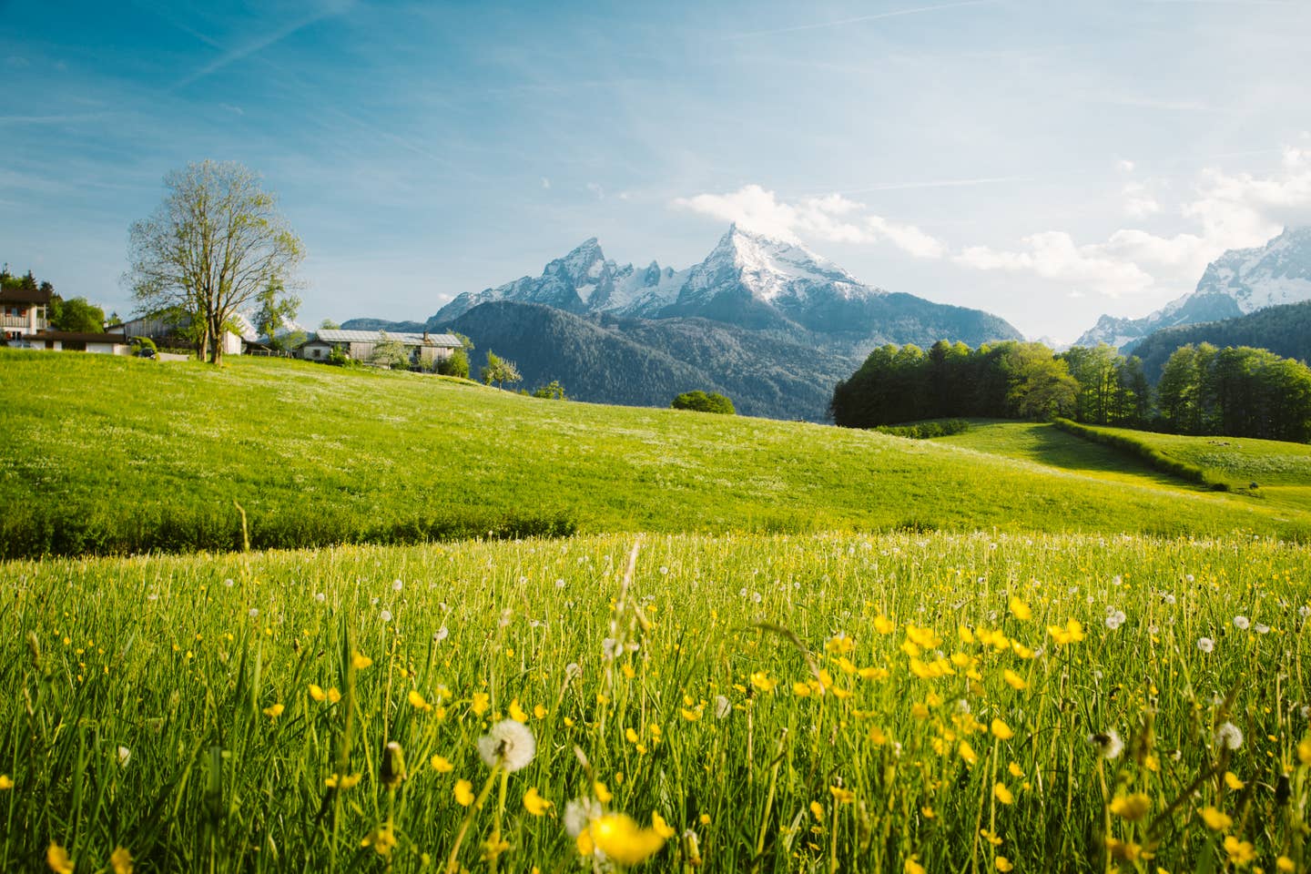 Urlaub in den Bergen: Blick auf de Watzmann mit Blumenwiese