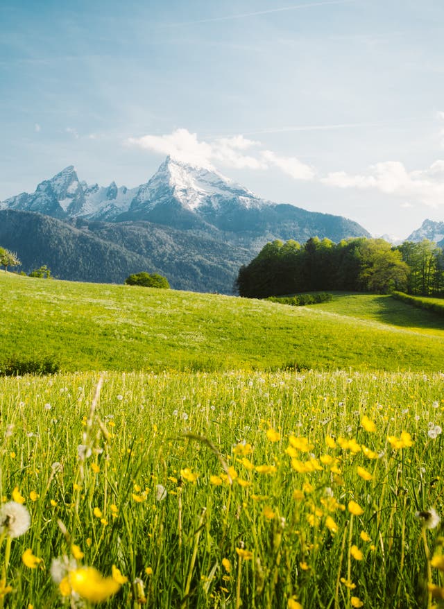 Urlaub in den Bergen Urlaub in den Bergen: Blick auf de Watzmann mit Blumenwiese