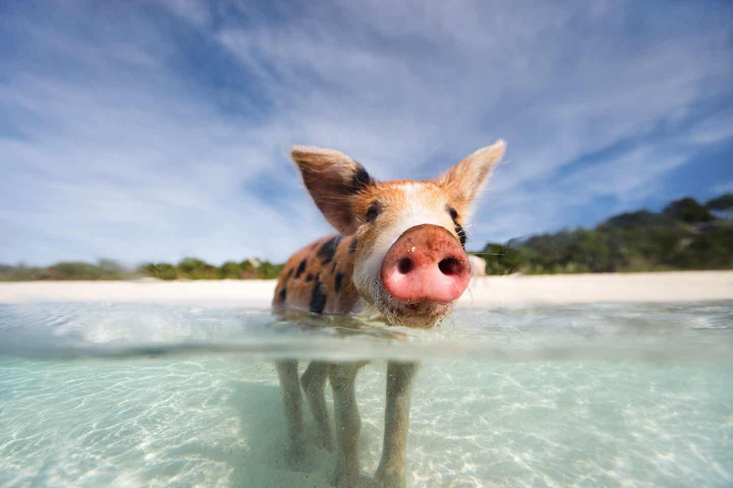 Urlaub auf den Bahamas – Pig Beach