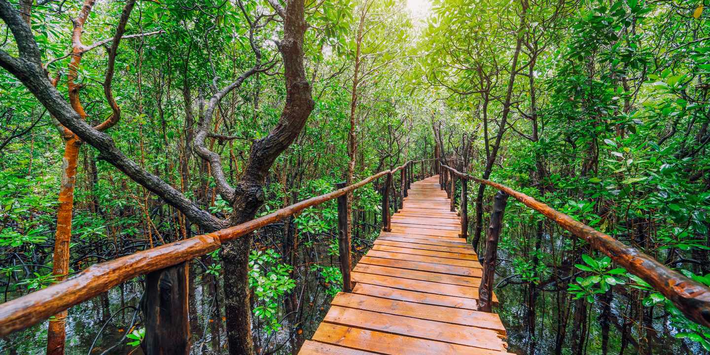 Holzsteg im Jozani-Wald auf Sansibar, umgeben von dichtem Mangrovenwald und Sonnenlicht zwischen den grünen Baumkronen