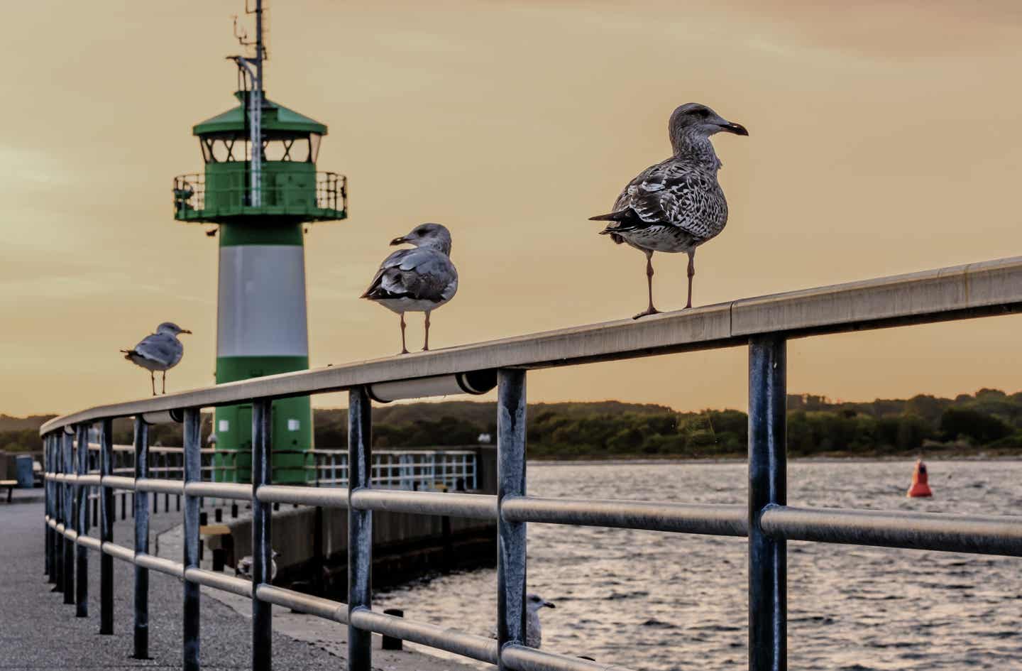 Travemünde Urlaub mit DERTOUR. Leuchtturm von Travemünde mit Möwen auf einem Geländer davor