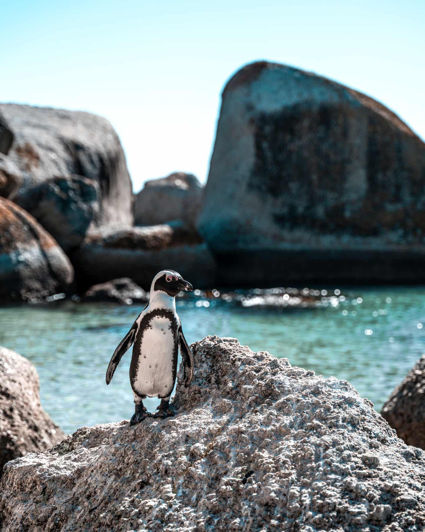 Der Strand vom Boulders Beach mit Swimmingpool für Pinguine Pinguin steht am Strand, im Hintergrund Felsen