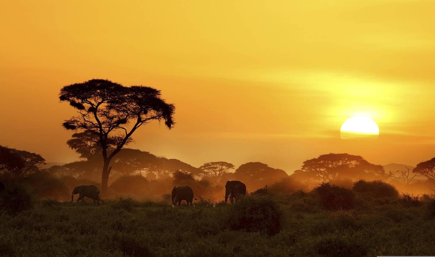 Rundreisen in Afrika mit einer Tour durch die Savanne Kenias