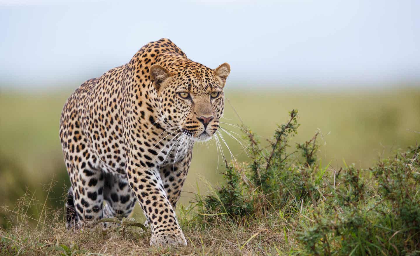 Leopard in der Masai Mara auf der Jagd