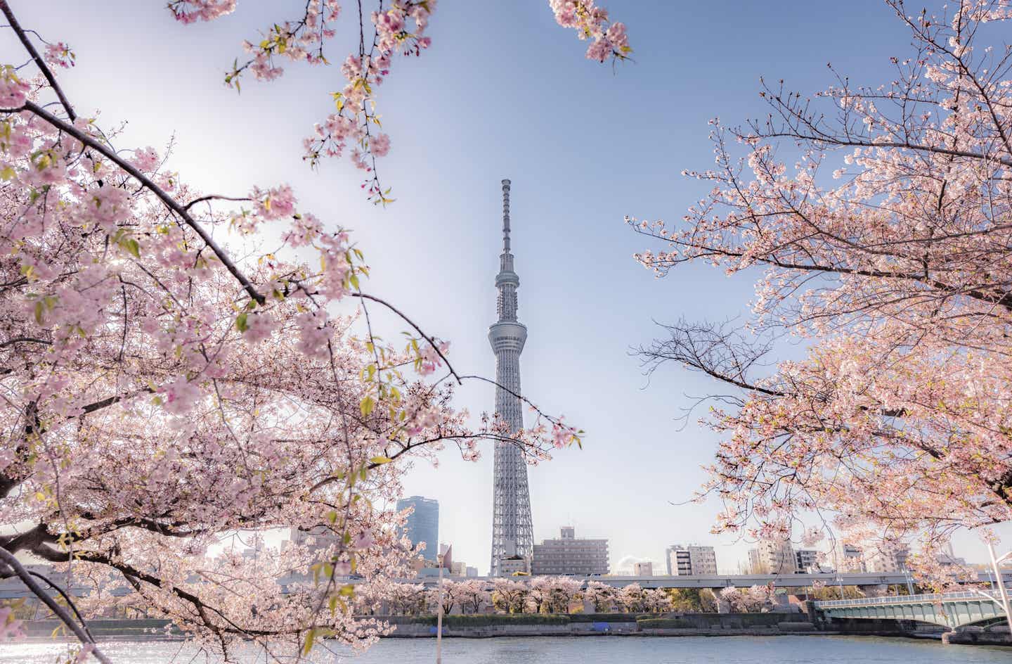 Städtetrip April. Japan: Sumida Park in Tokio