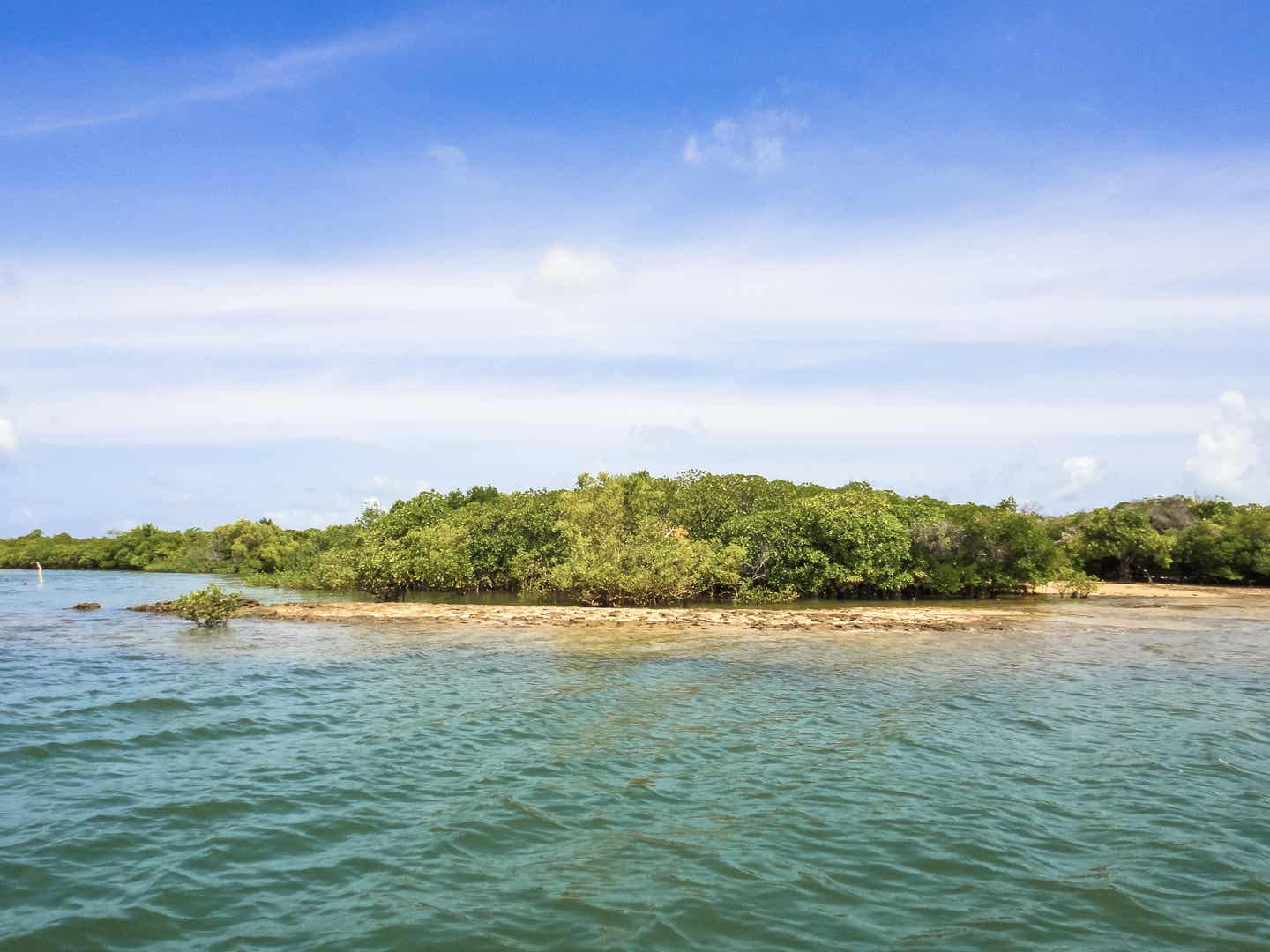 Kenia Strände: Mangroven am Manda Island Beach auf der Insel Lamu