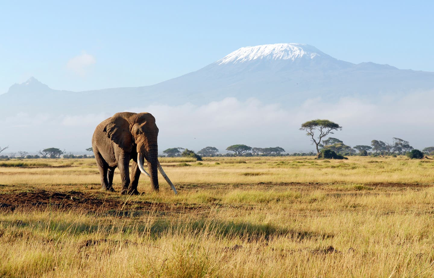 Kenia beste Reisezeit. Elefant vor schneebedecktem Kilimandscharo