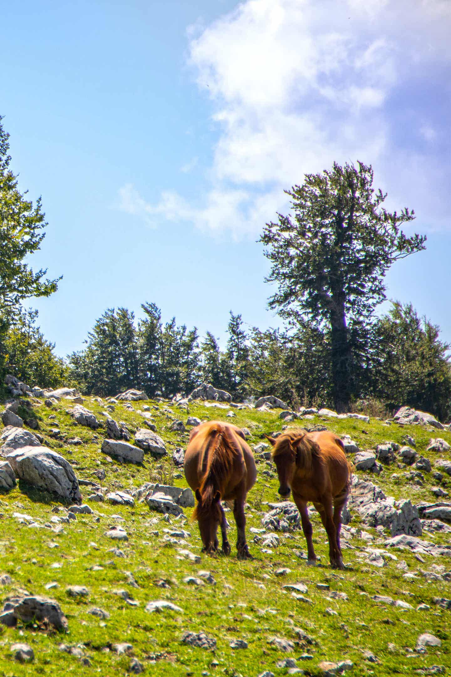 Wildpferde in den Bergen Italiens