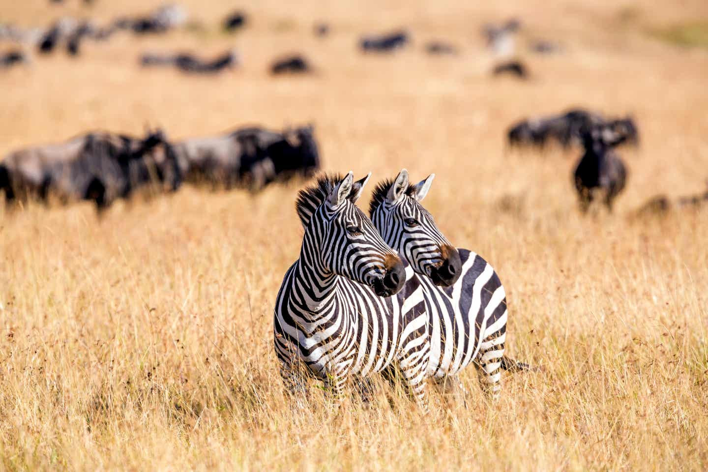 Zwei Zebras im hohen Gras der Masai Mara