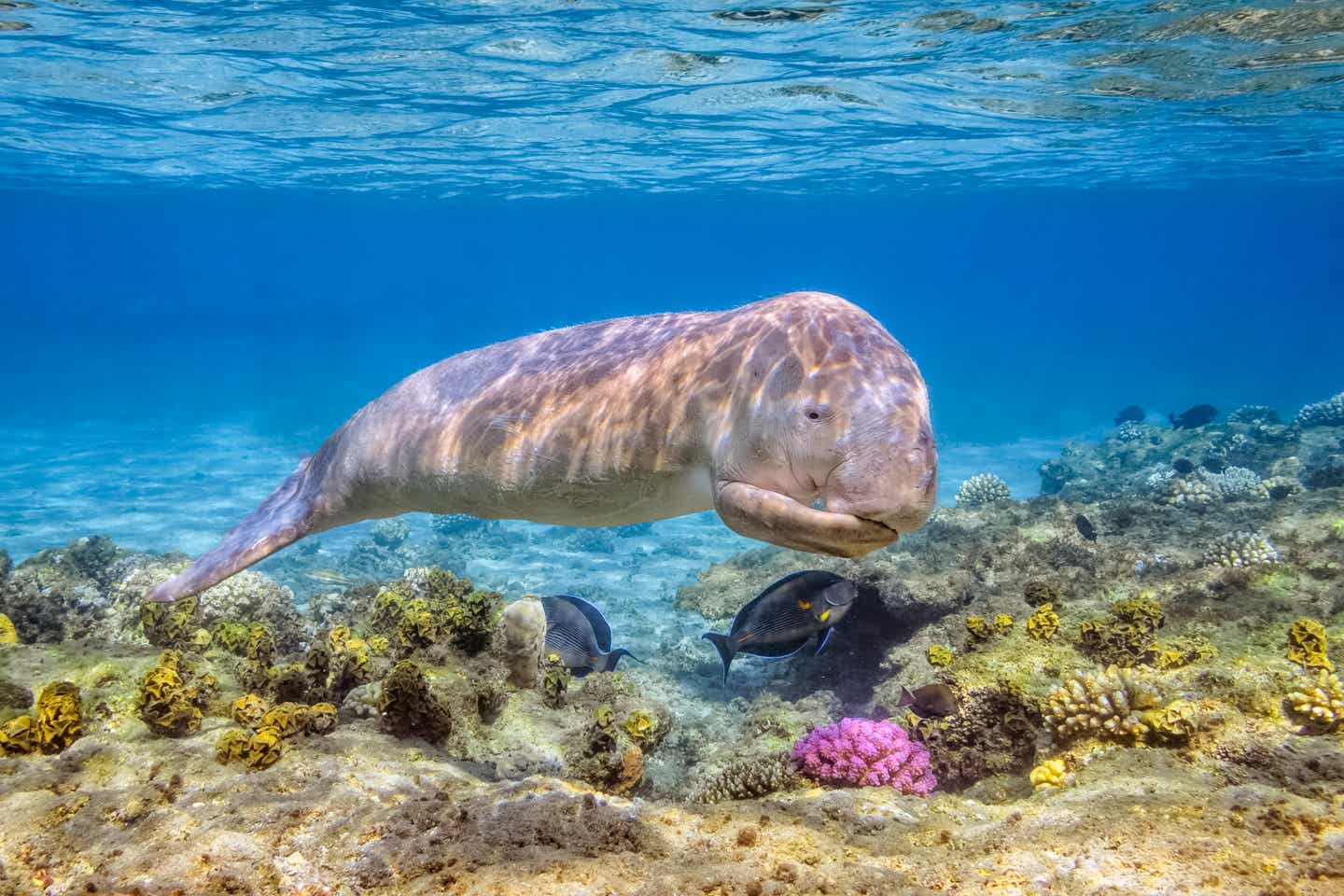 Dugong in Ägypten