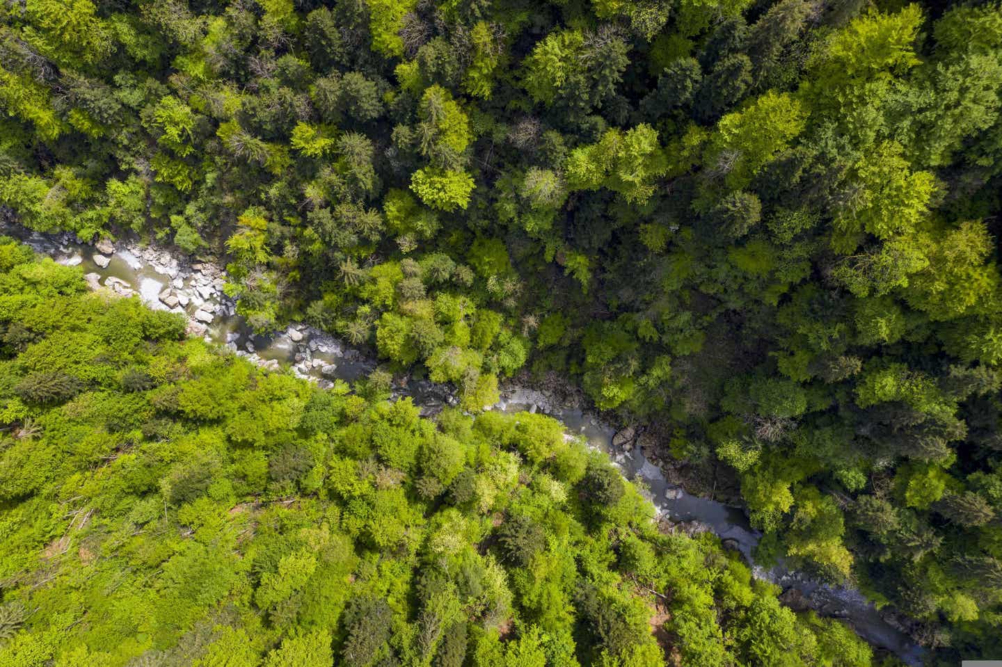 Bregenzer Wald in Österreich