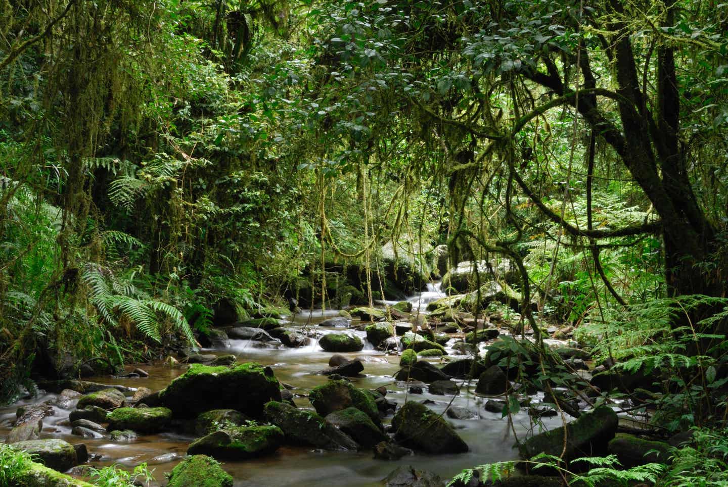 Mitarbeiter-Tipp Madagaskar erleben. Nationalpark Ranomafana