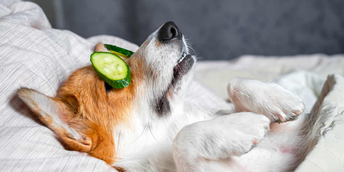 Corgi liegt auf dem Rücken und hat Gurkenscheiben auf den Augen