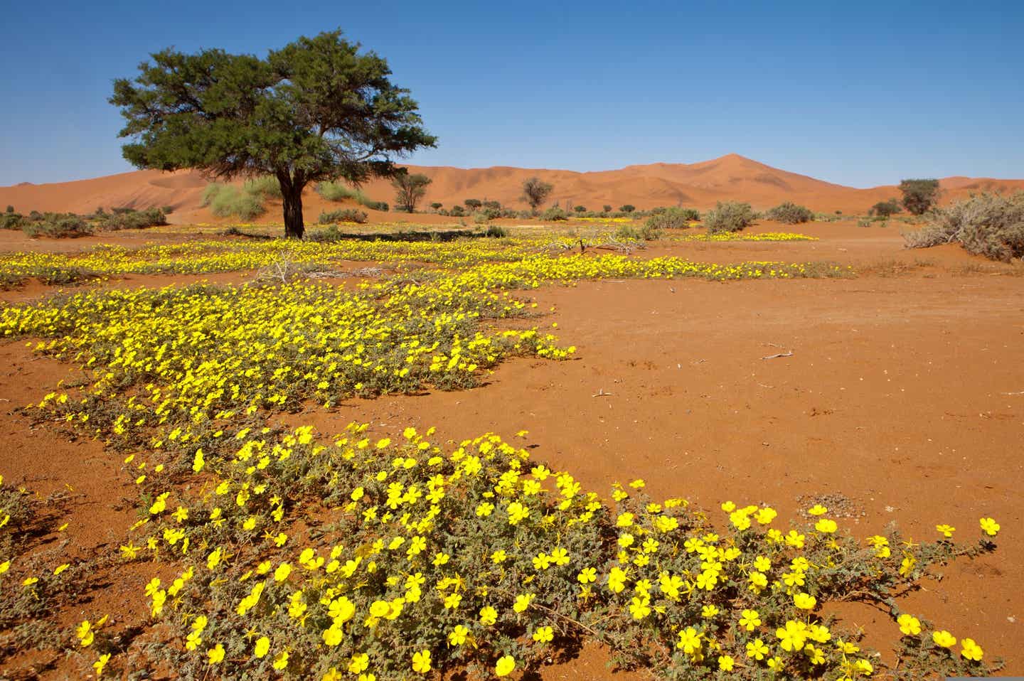 Namibias Nationalparks: Blumen in der Wüste