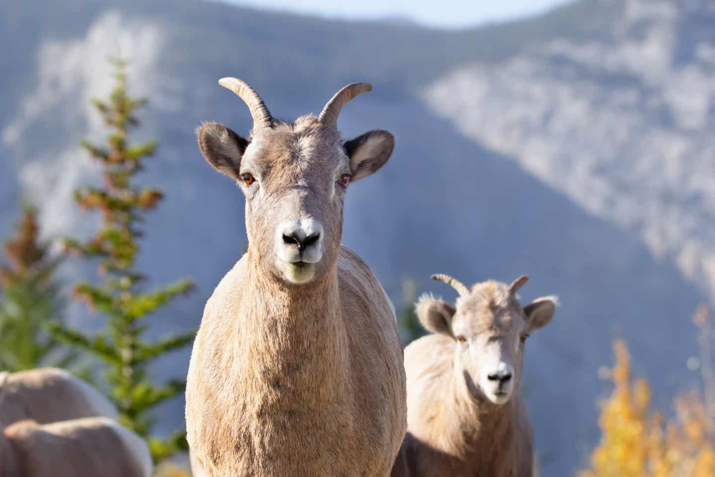 Porträt eines Dickhornschafes in einem der Rocky Mountains Nationalparks