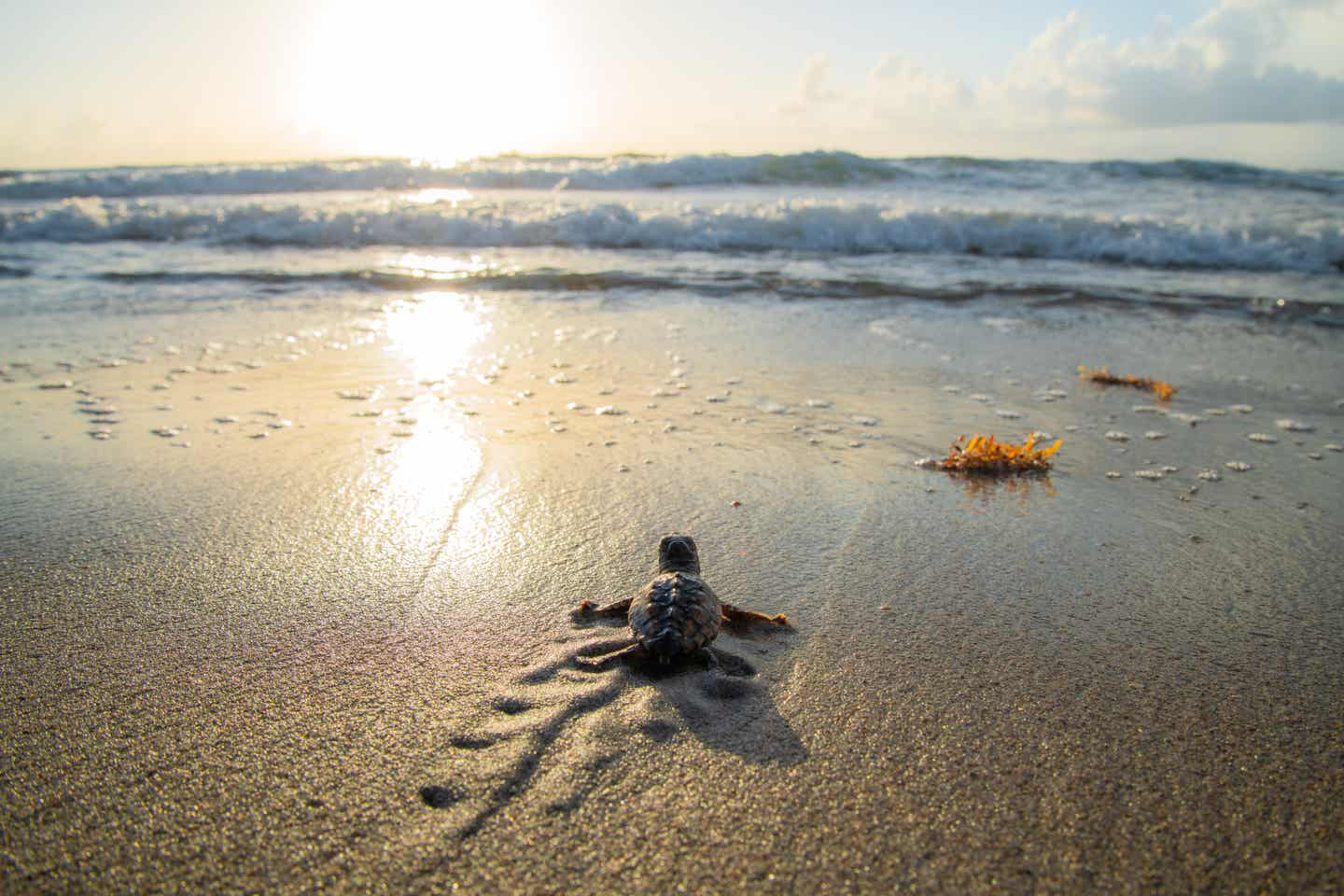 Eine kleine Schildkröte kriecht am Strand Richtung Meer, das nur noch wenige Meter entfernt ist