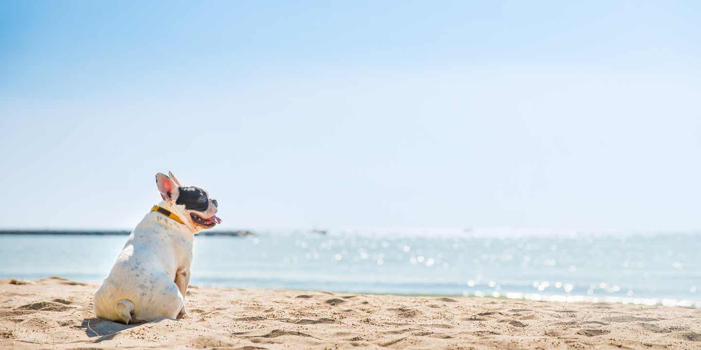 Eine französische Bulldogge sitzt am Strand der Ostsee und blickt auf das glitzernde Wasser