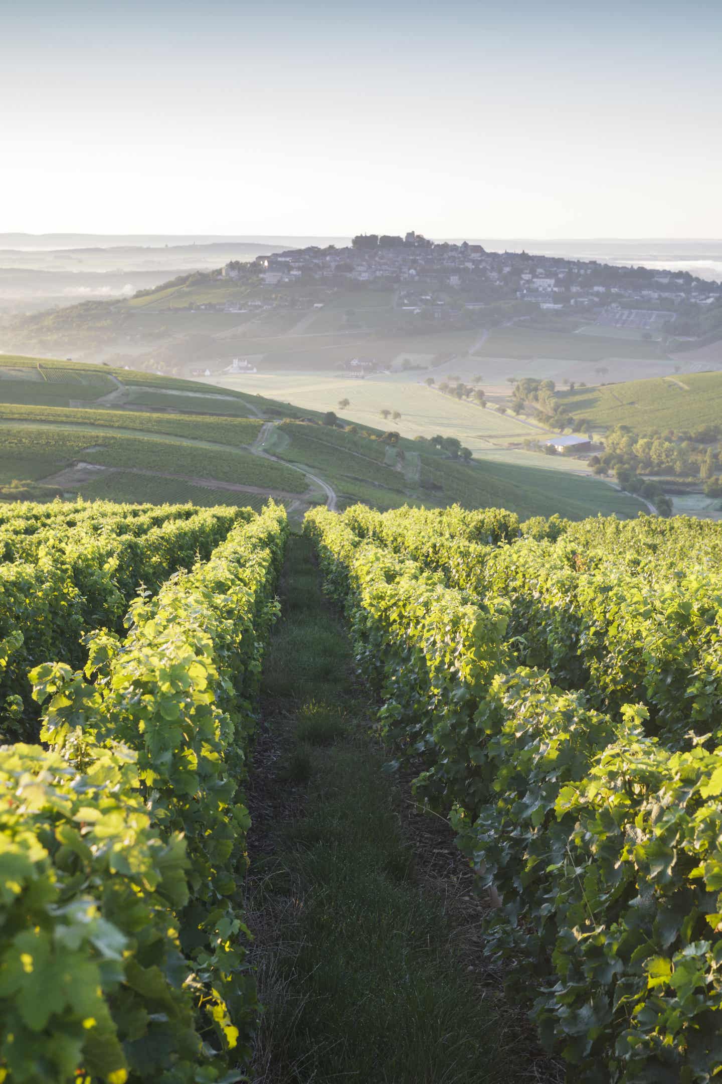 Blick auf Weinberge in Frankreich und Sancerre auf einem Hügel im Hintergrund Blick auf Weinberge in Frankreich und Sancerre auf einem Hügel im Hintergrund
