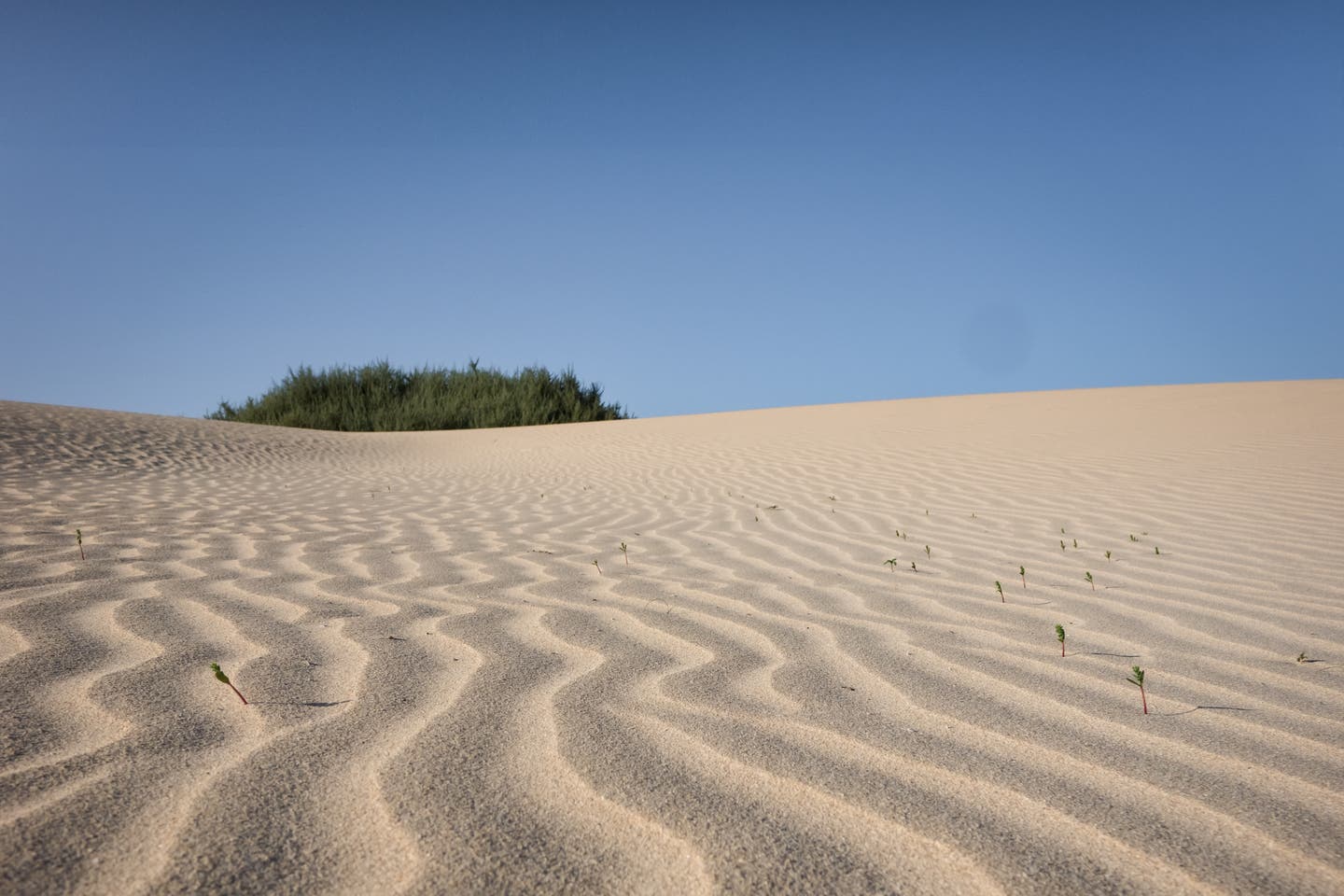 Fuerteventura Strände: Wüstensand im Parque Natural de Corralejo