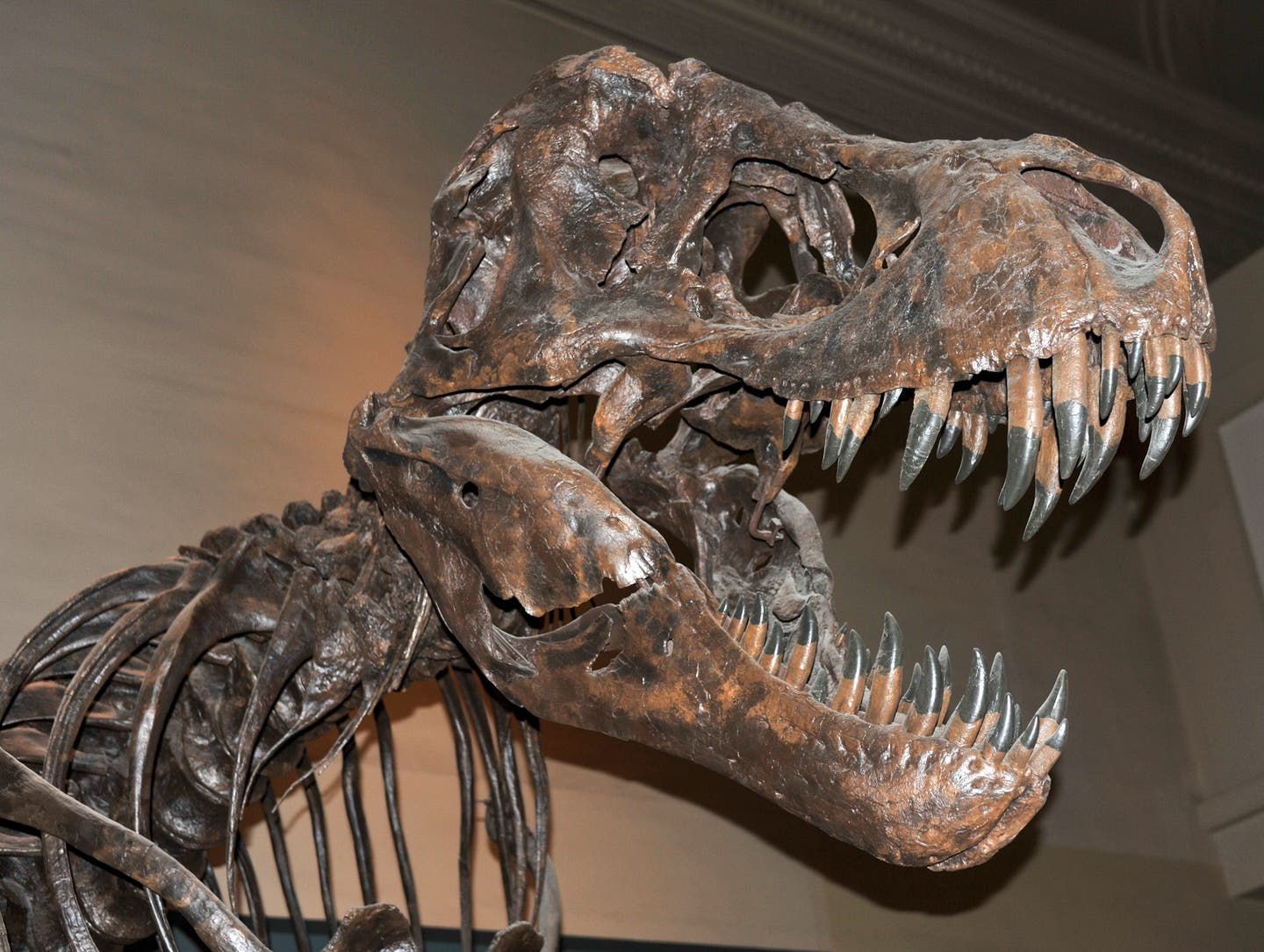 Skelett eines T-Rex mit aufgerissenem Maul im Museum