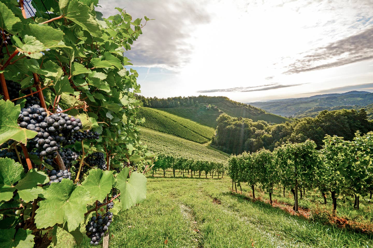 Steiermark Urlaub mit DERTOUR: Steiermarks Weinberge