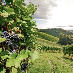 österreich-steiermark-gamlitz-weinberge-g-506599776_bearbeitet.jpg
