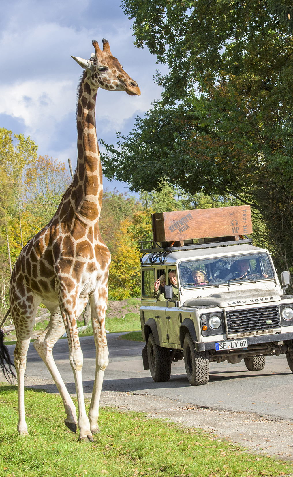 Serengeti-Park: Giraffe vor einem Safari-Jeep