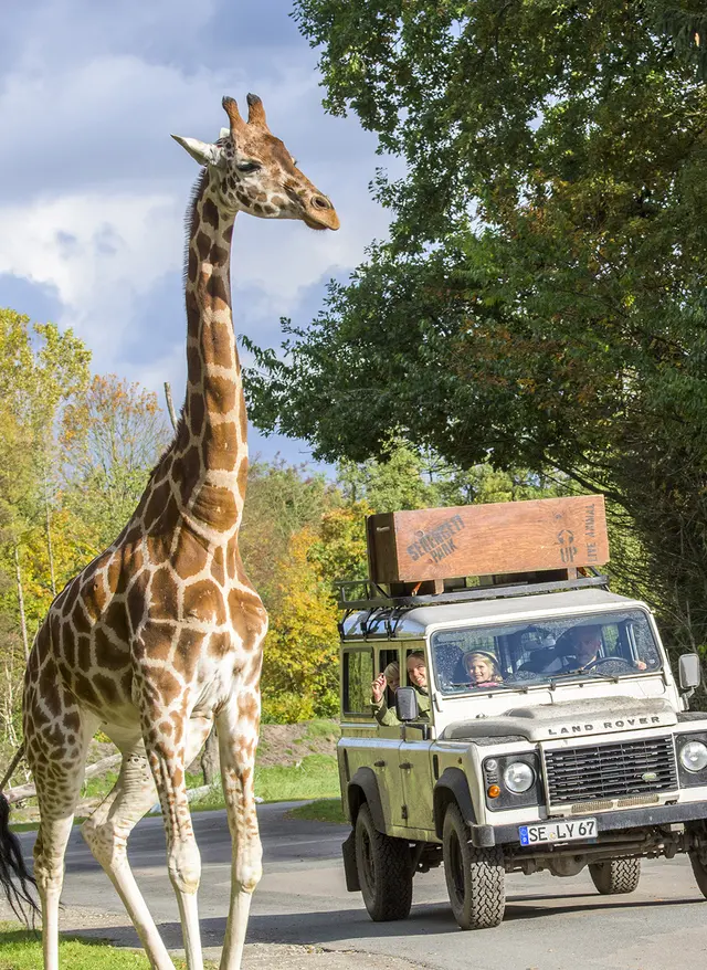 Serengeti-Park Serengeti-Park: Giraffe vor einem Safari-Jeep