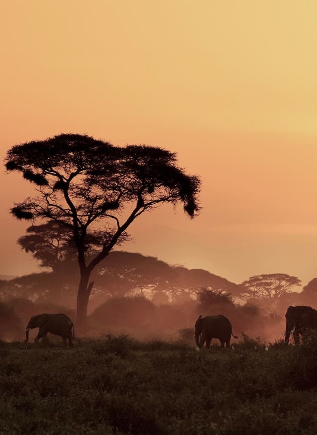 Zur Safari Kenia Safari Elefanten und Klimandscharo