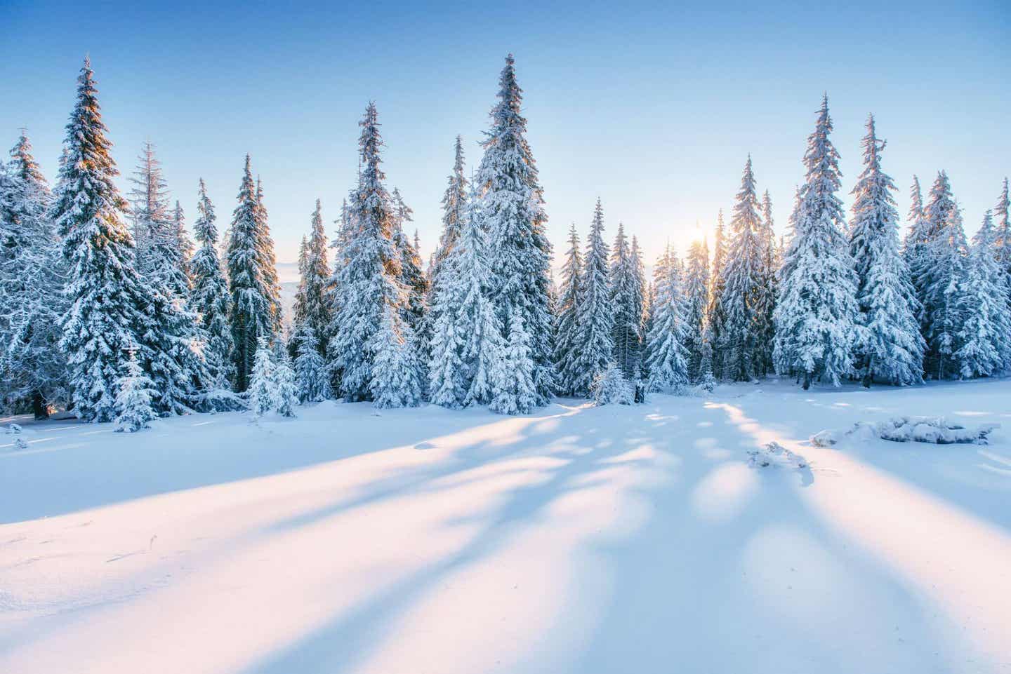 Weihnachtsbäume aus dem Sauerland