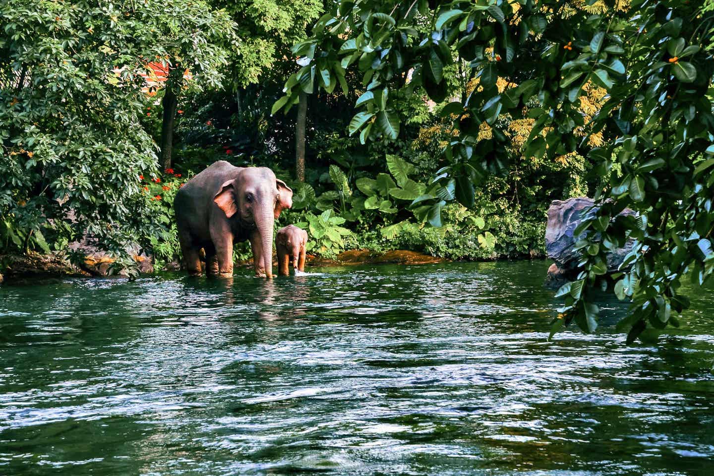 Elefantenmutter mit ihrem Kind an einem Fluss