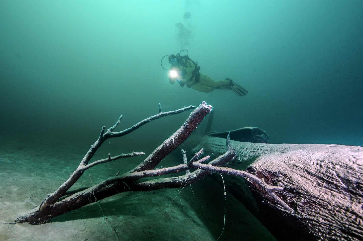 Seen Oberösterreich Tauchen Attersee Unterwasserbäume