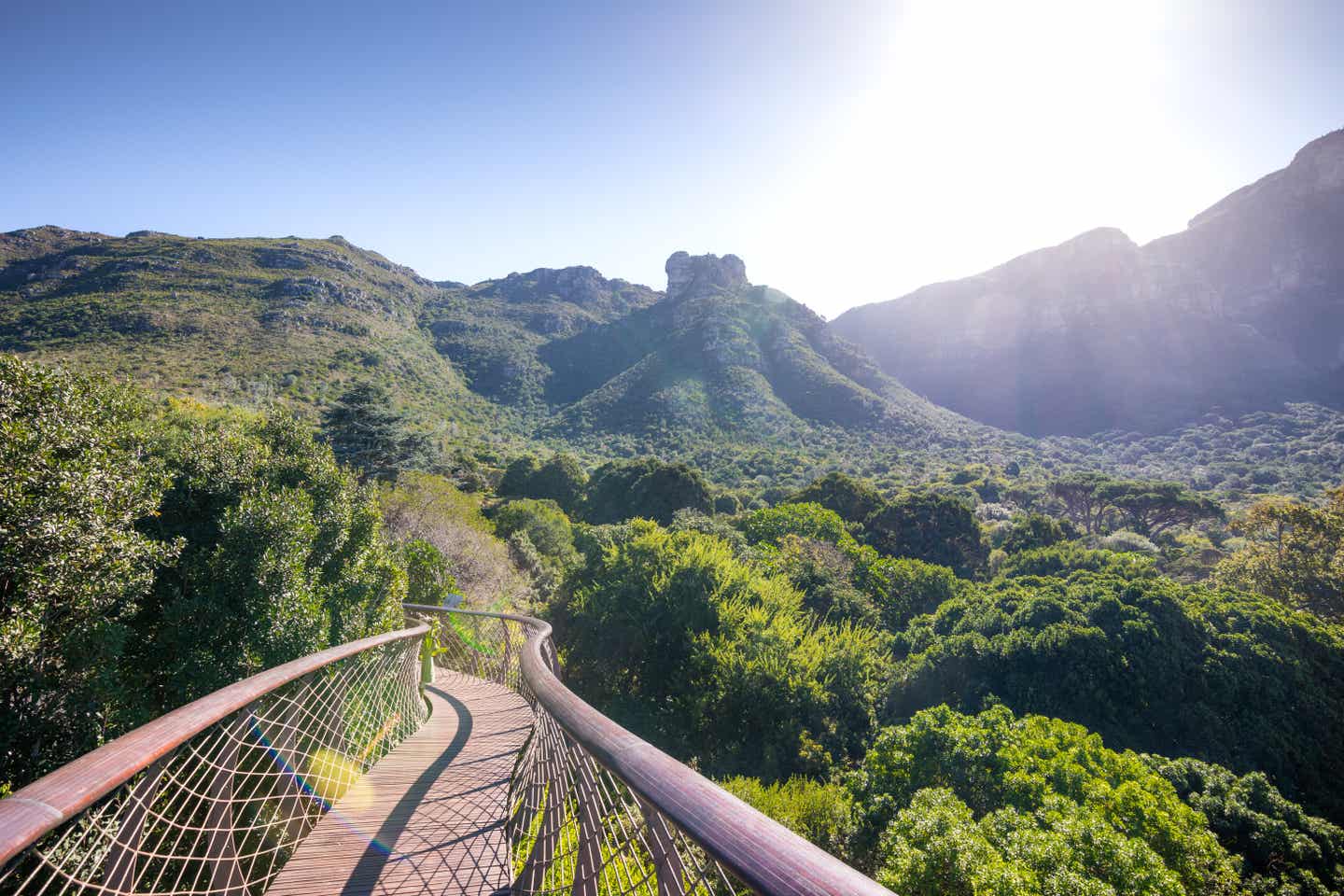 Ein Blick vom Baumwipfelpfad „The Boomslang". Im Hintergrund ist die Rückseite des Tafelbergs zu sehen.