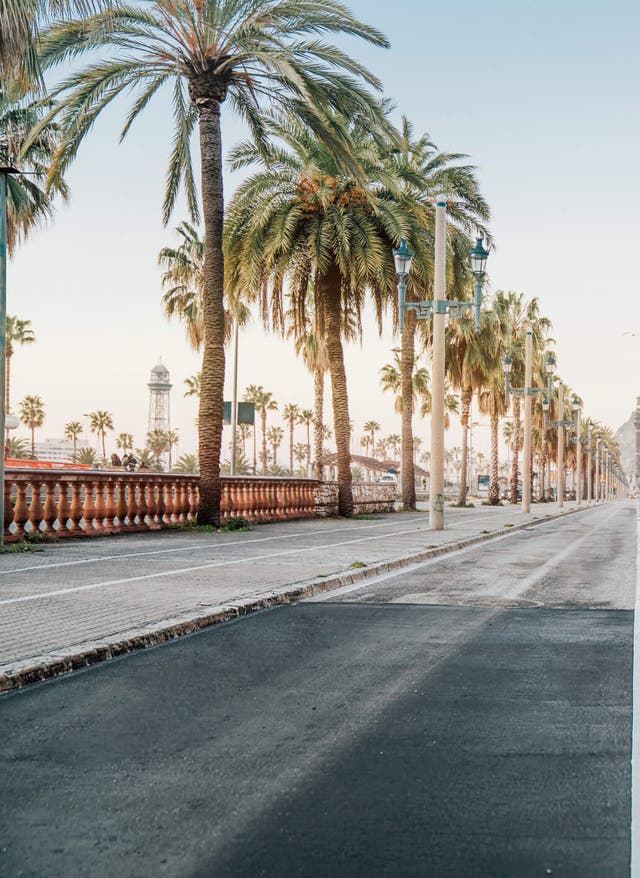 Rundreise buchen Rundreise: Straße mit Palmen