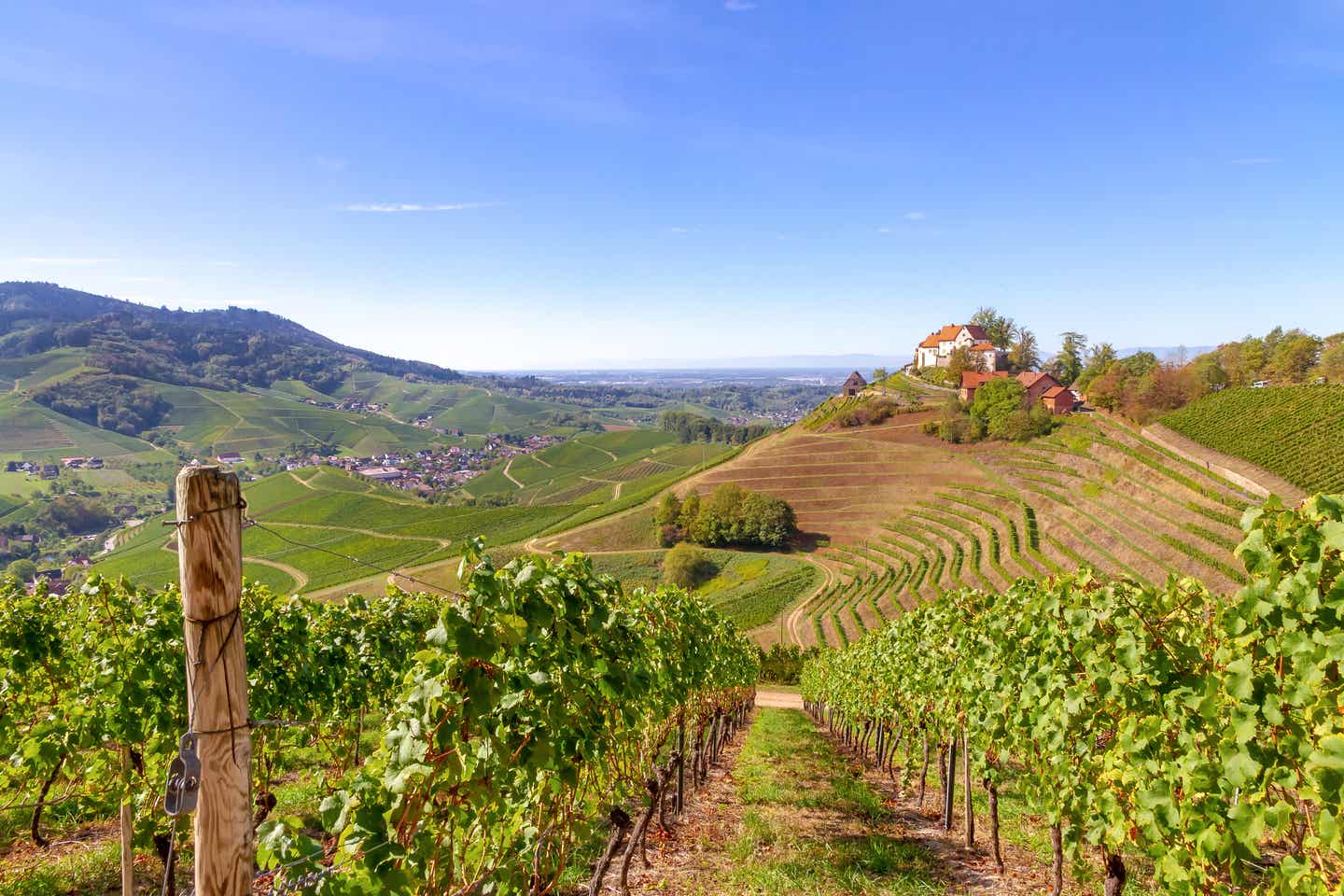 Blick über die Weinberge auf Schloss Staufenberg im Schwarzwald