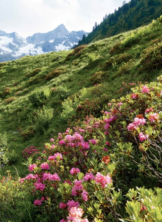 Hotel in Österreich buchen Gebirgsfluss im Frühling in den deutschen Alpen