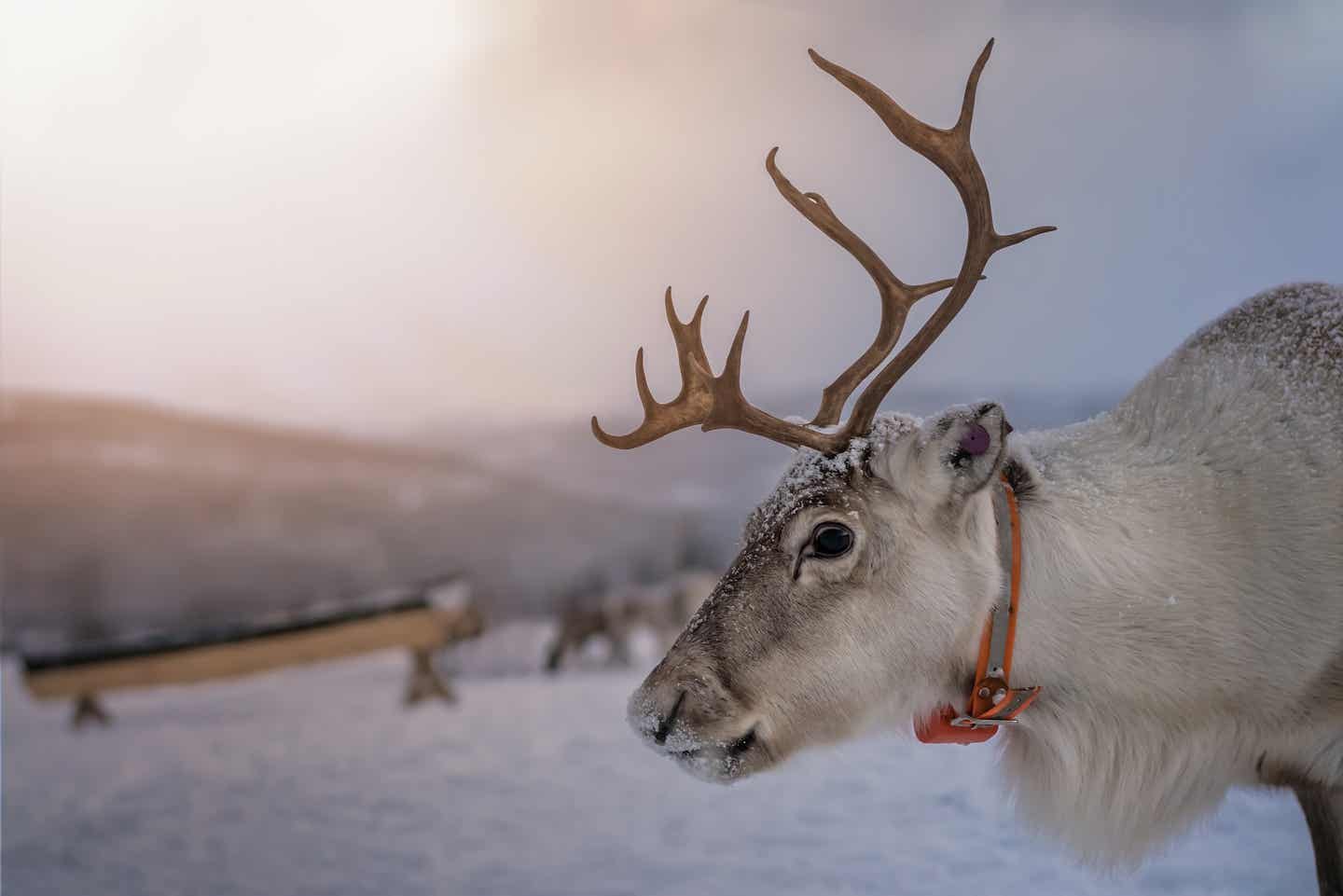 Norwegen Urlaub mit DERTOUR. Nahaufnahme eines Rentiers in einer Lodge in der Nähe von Tromso