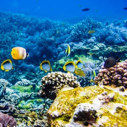 thailand-tauchen-fische-g-913065316_.jpg