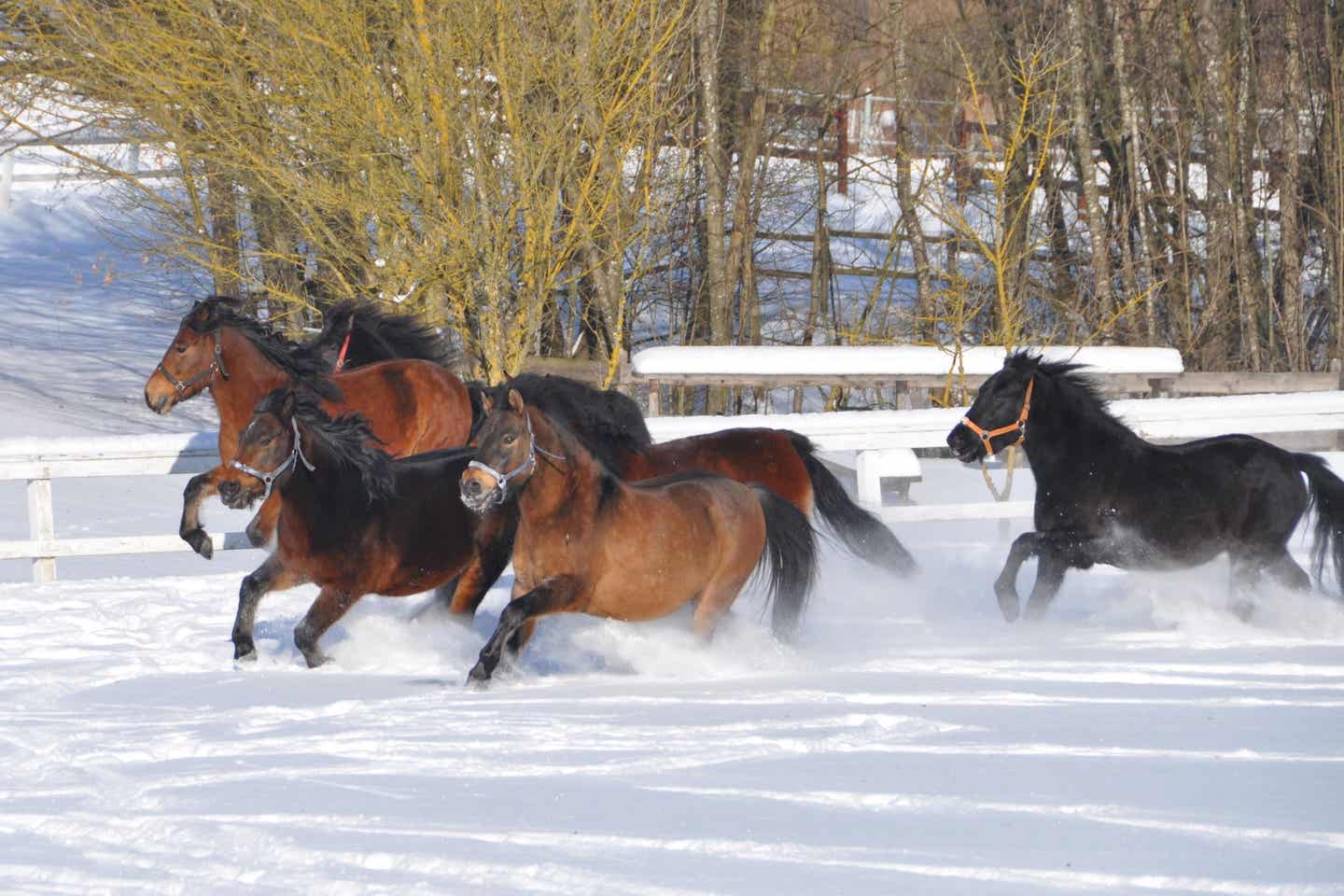 Pferde im Schnee