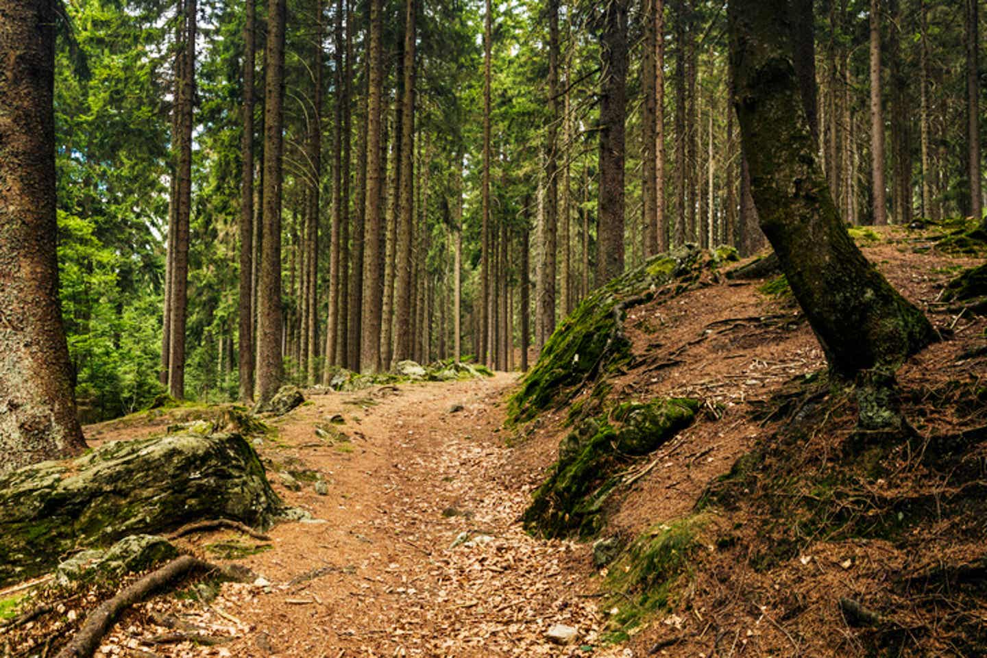 Vielseitige Wanderwege in Bayrischen Wald