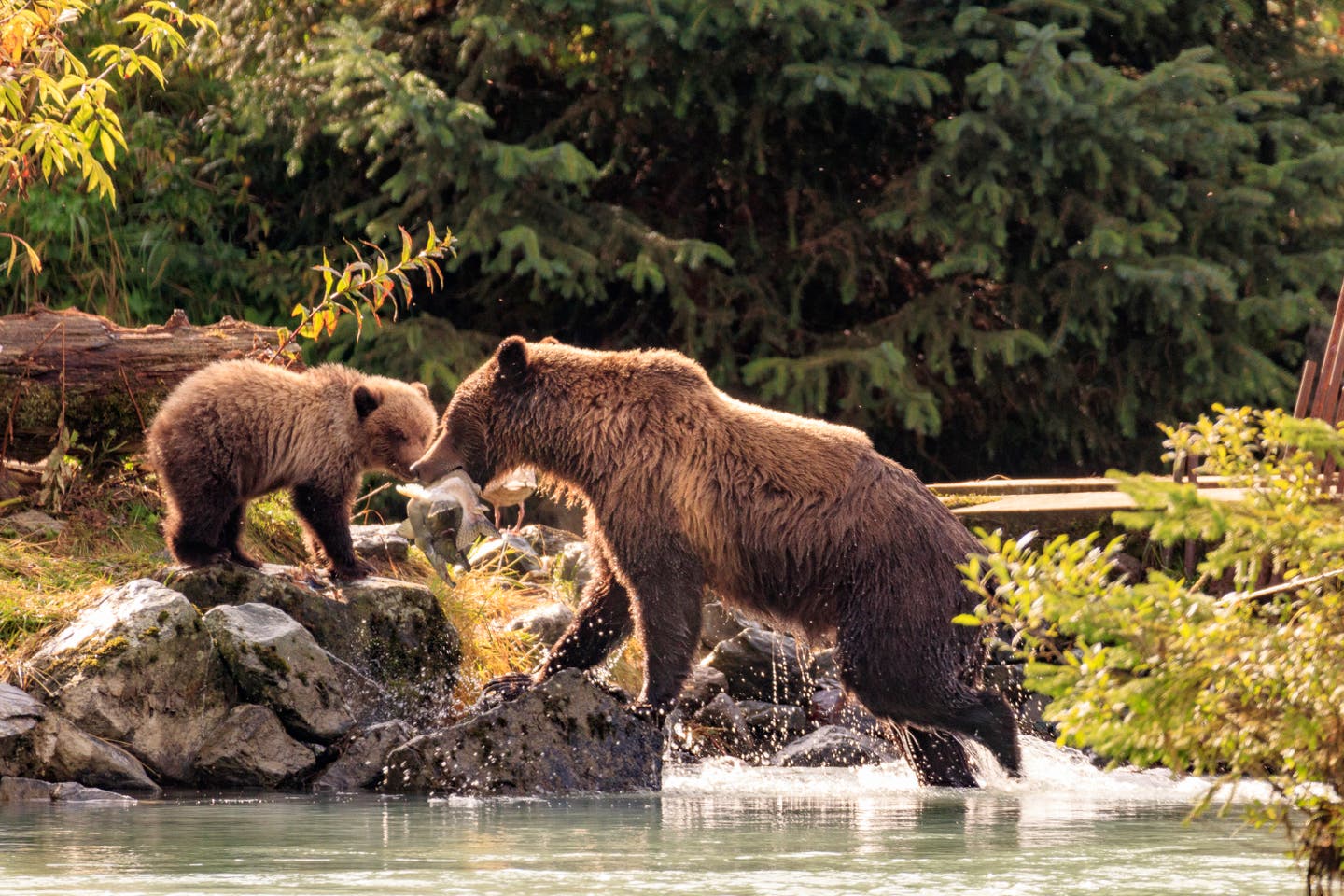 Ein Bär in Alaska