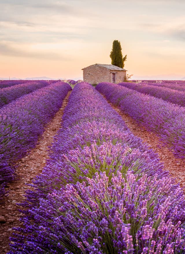 Hotel in der Provence buchen Reisekalender September. Sonnenblumen- und Lavendelfeld in der Provence.