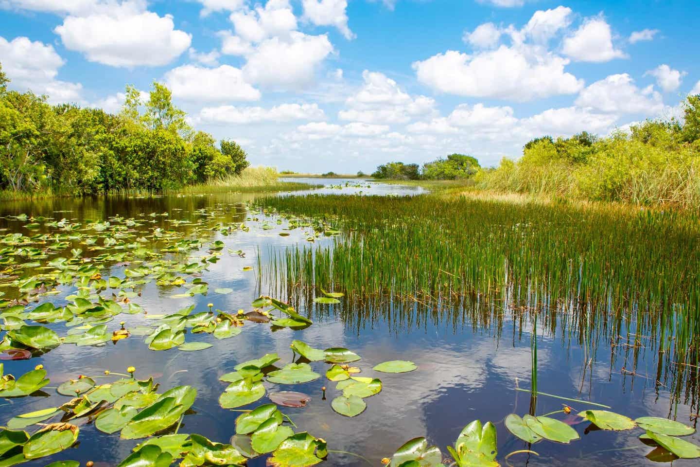 Die Everglades in Florida