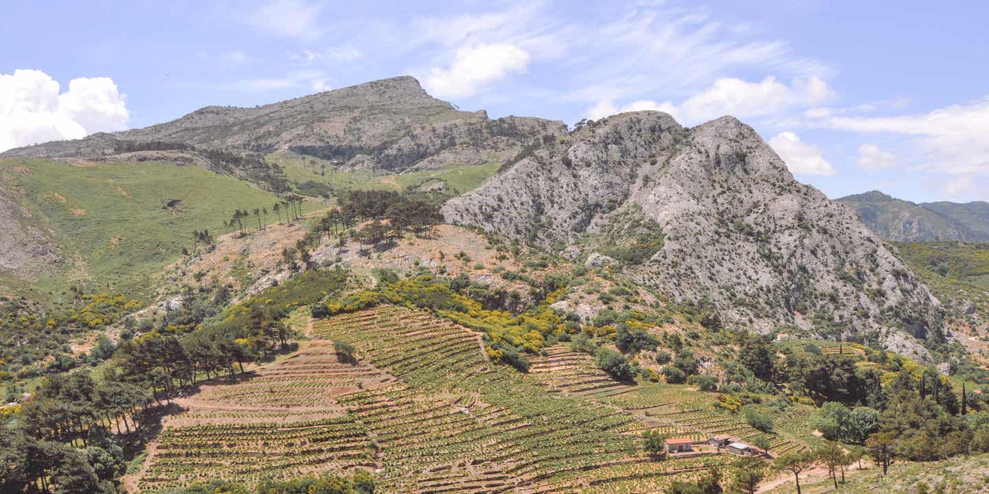 Weinberge zählen ebenfalls zu den Sehenswürdigkeiten der griechischen Insel Samos