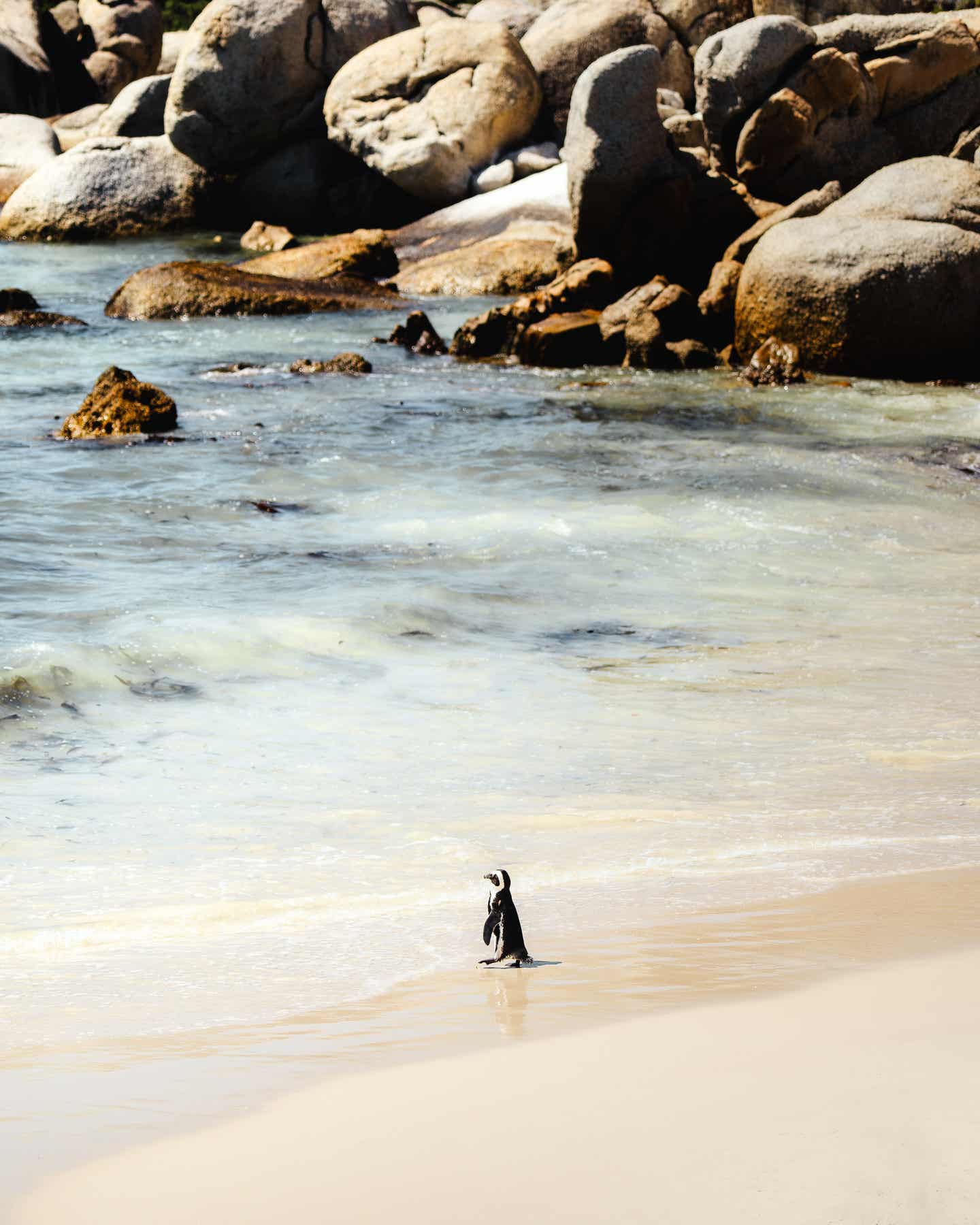 Nicht nur wärmeliebende Tiere in Südafrika: Pinguin am Boulder Beach Pinguin am Strand von Boulders Beach bei Kapstadt