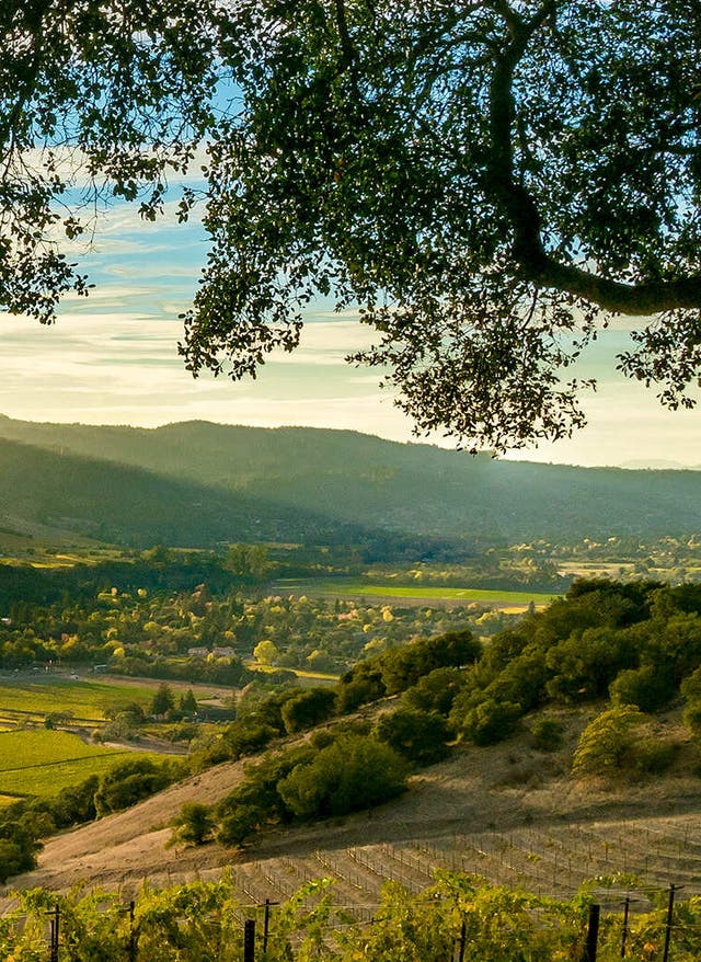 Weingüter Kalifornien Blick auf die Weinberge von Sonoma bei Sonnenuntergang