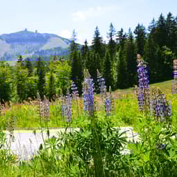 Hotels im Bayerischen Wald