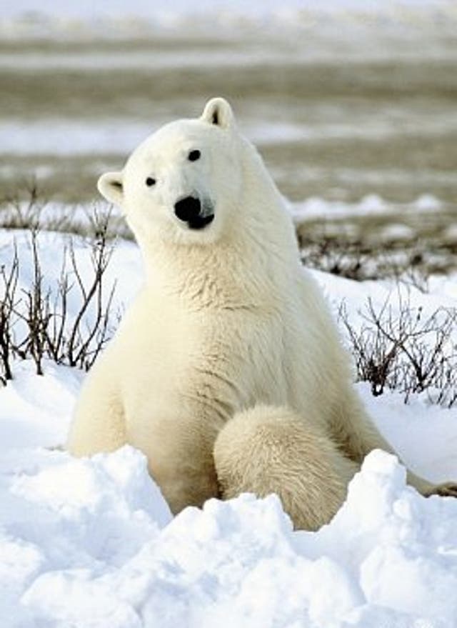Zum Angebot Eisbär