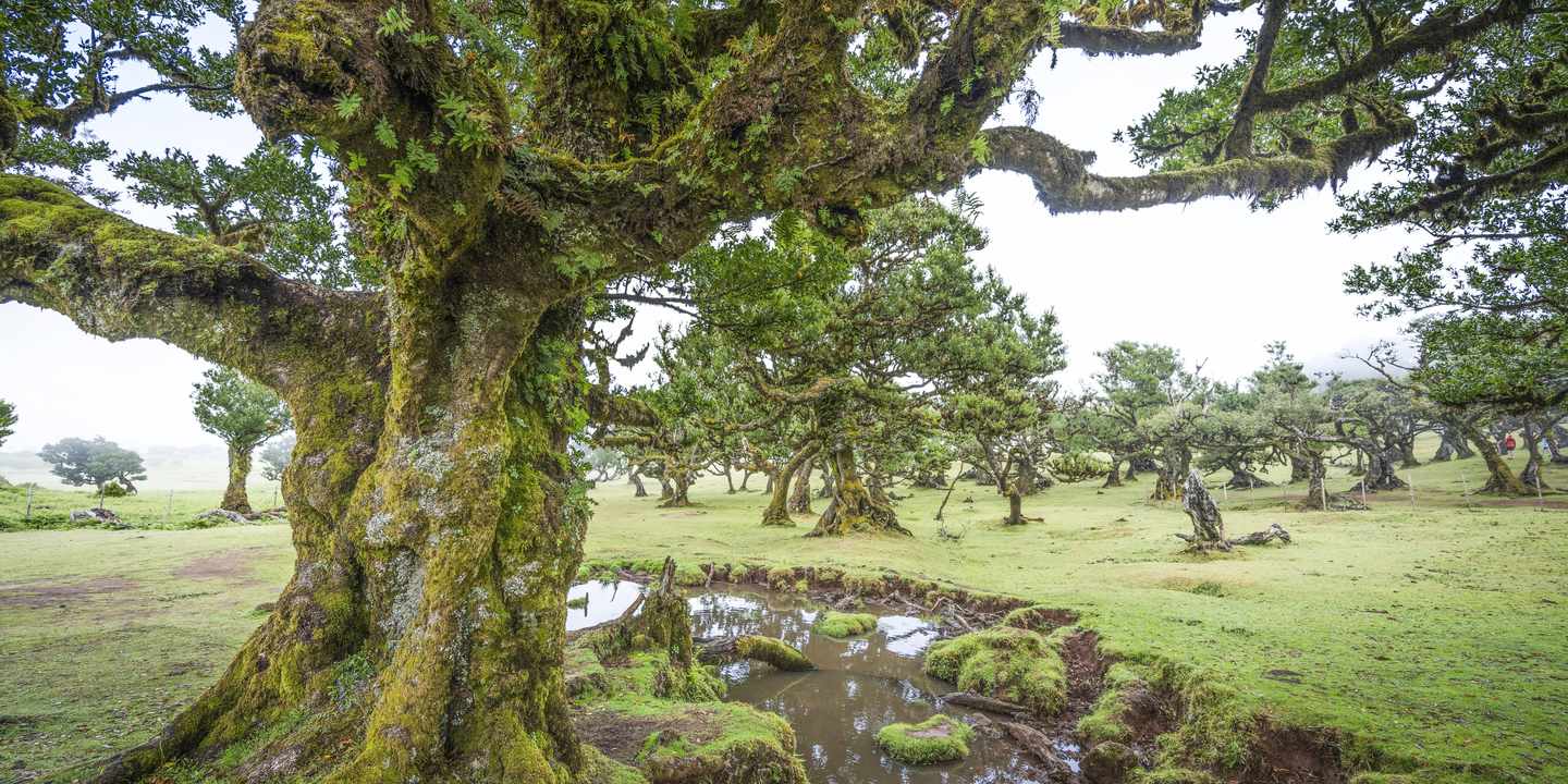 Alte Til-Lorbeerbäume mit moosbewachsenen Ästen im Fanal Forest auf dem Paul-da-Serra-Plateau